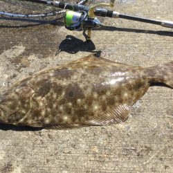 アジの泳がせ釣り釣行