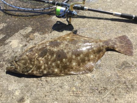アジの泳がせ釣り釣行