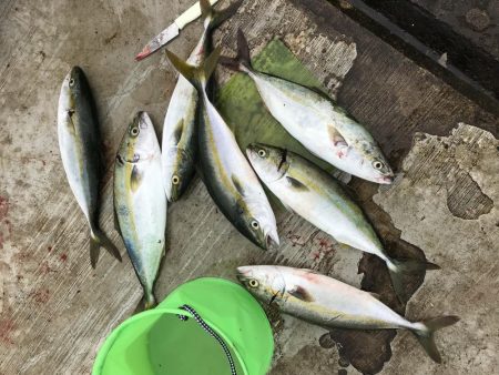 情報通りに釣れます