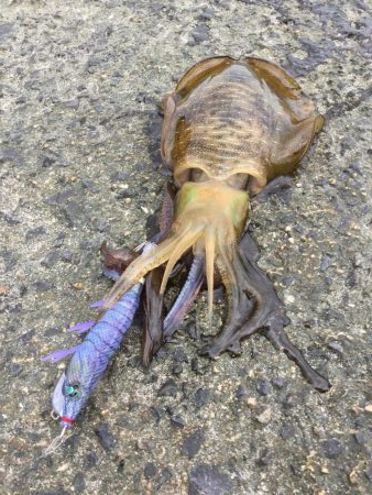 台風開け。秋イカエギング