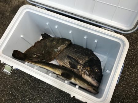 チヌ、ヒラメ、マゴチ三種盛り