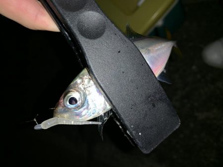 アーバンサイド豆アジング