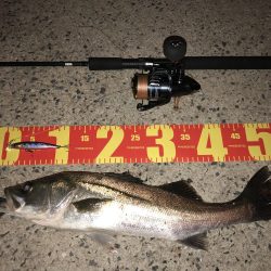 児島湾シーバス