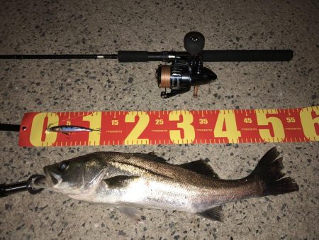 児島湾シーバス