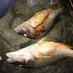 ハマフエフキ爆釣‼︎念願のタルミゲット☆