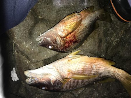 ハマフエフキ爆釣‼︎念願のタルミゲット☆