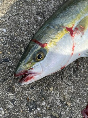 青物は昼間でも釣れる