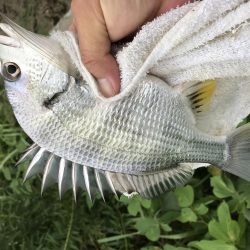 トップでキビレ!