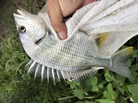 トップでキビレ！