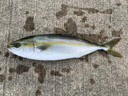 湾奥まだタチウオは…