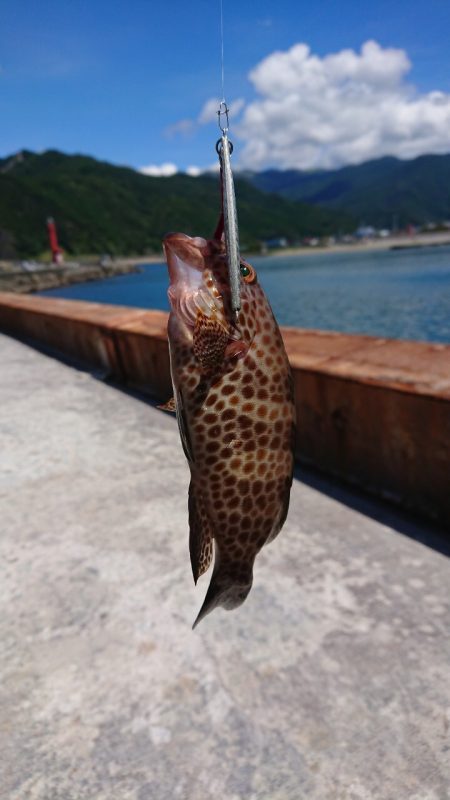 オオモンハタハンター