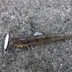 青物は釣れませんでした