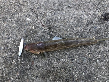 青物は釣れませんでした