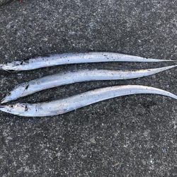 今年初タチウオ