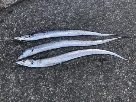 今年初タチウオ