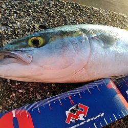 ツバスが　1本キープです!!