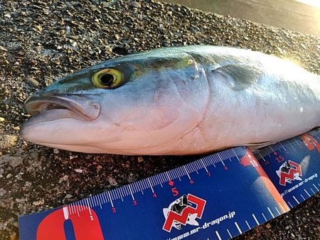 ツバスが　1本キープです!!