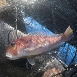 おニューリールの鱗付けが…