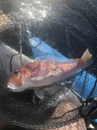 おニューリールの鱗付けが…