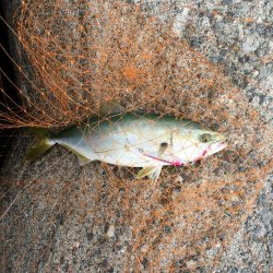 もう少しでハマチ