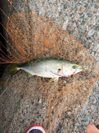 もう少しでハマチ