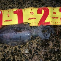 のんびりエギング