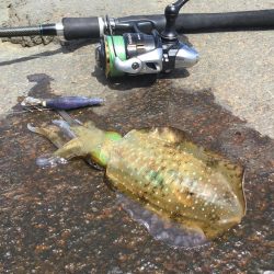 秋イカ地磯釣行