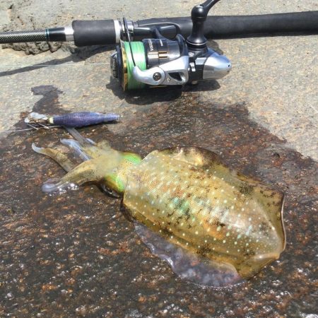 秋イカ地磯釣行