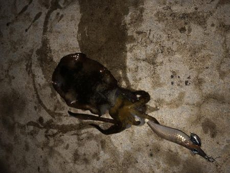 台風後のエギング