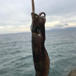 台風前のアオリイカ