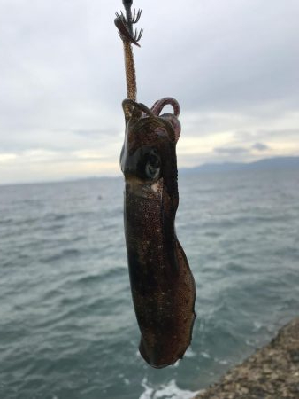 台風前のアオリイカ