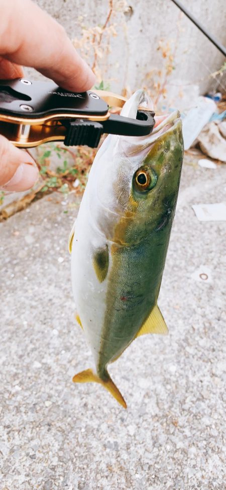 初！青物！！ツバス