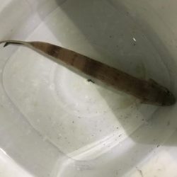 夜のお魚チェック