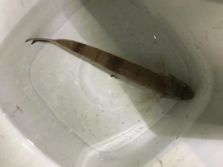 夜のお魚チェック