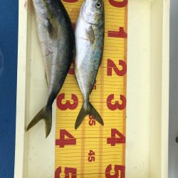 ぎりぎりハマチ！