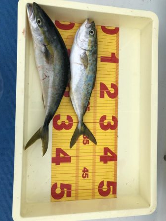 ぎりぎりハマチ！