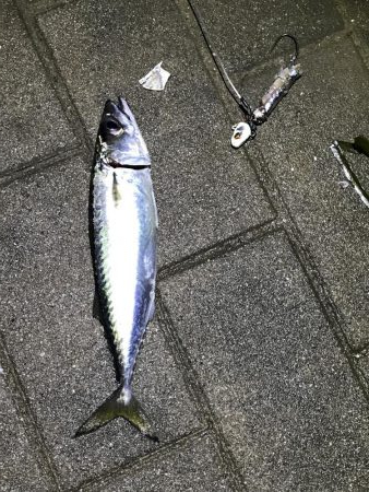 タチウオ調査3回目