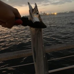 タチウオきました