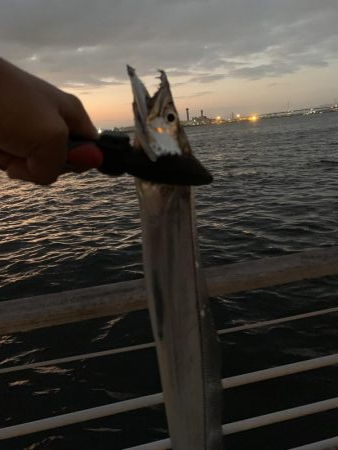 タチウオきました