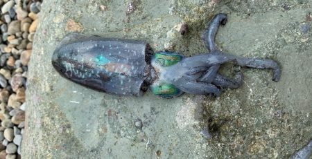 イージーエギング