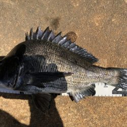 イチノ兄弟、釣果！