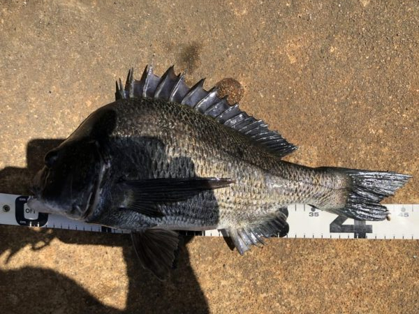 イチノ兄弟、釣果！