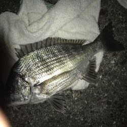 楽しい電気ウキ釣り2nd