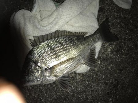 楽しい電気ウキ釣り2nd