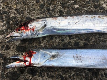 ショアジギ で太刀魚