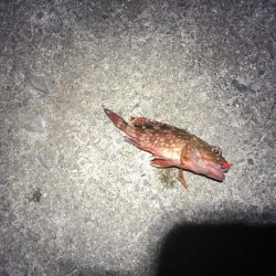 ぶっ込みでカサゴ