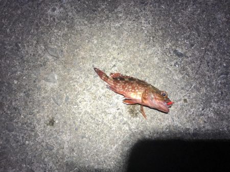 ぶっ込みでカサゴ