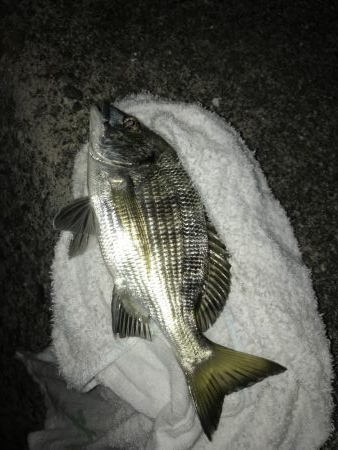 楽しい電気ウキ