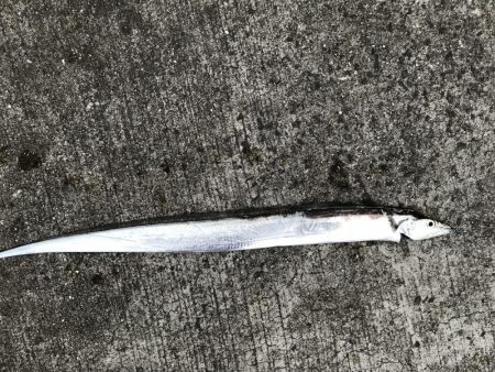 秋のキャスティングゲーム2