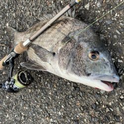 パン鯉で釣れたのは?